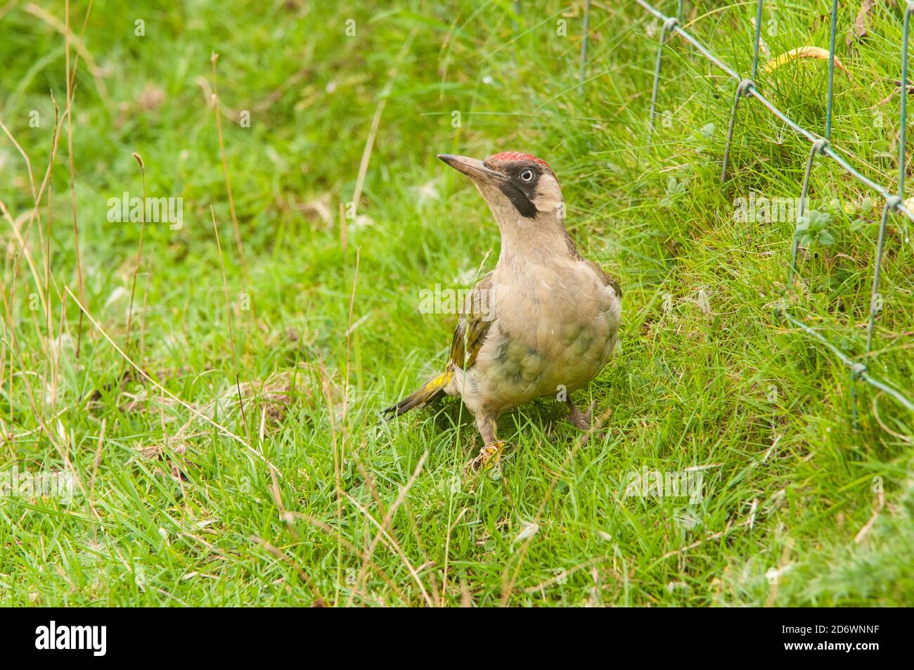 Green woodpecker on grass, UK. Stock Photo