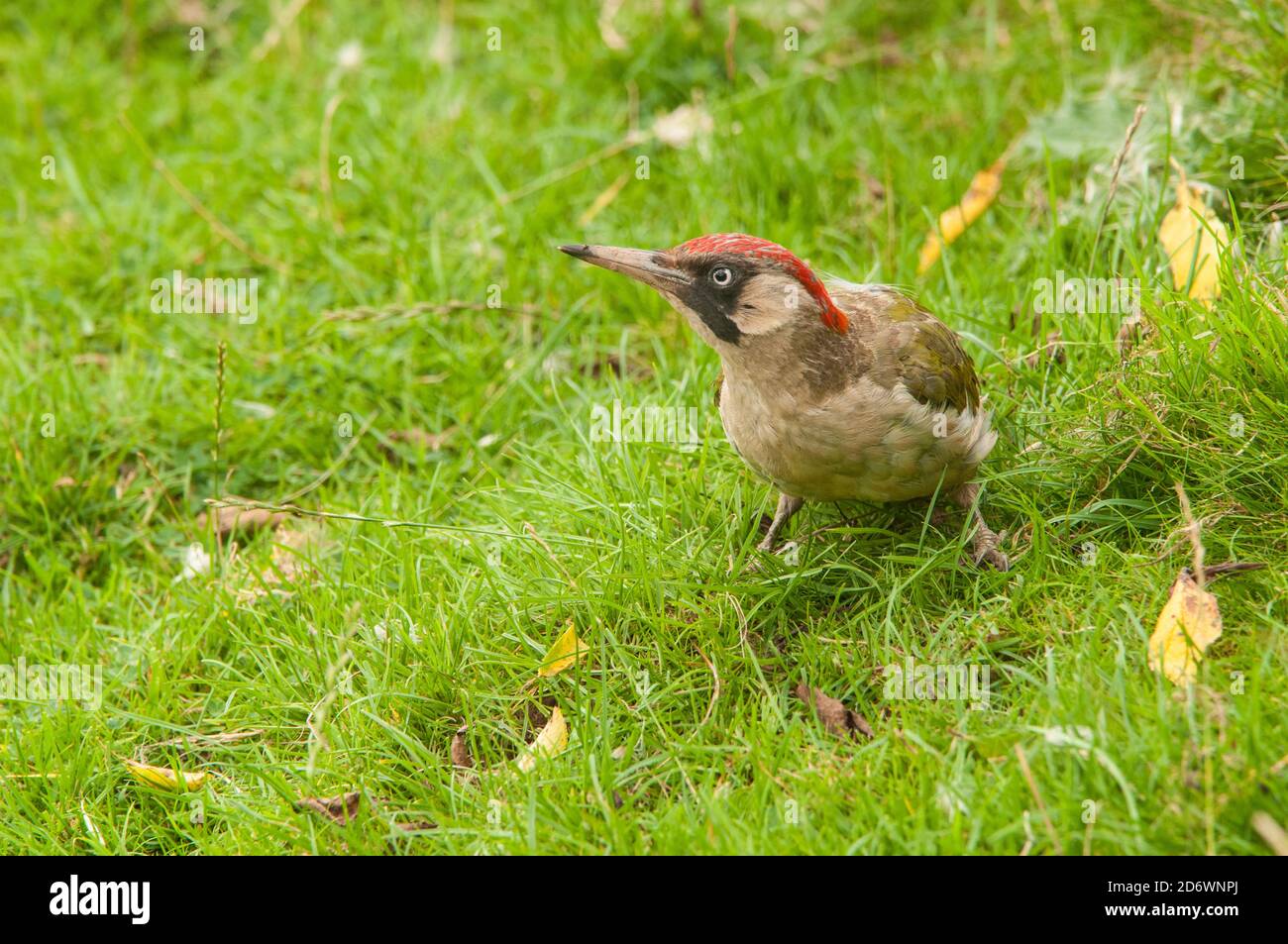 Green woodpecker on grass, UK. Stock Photo