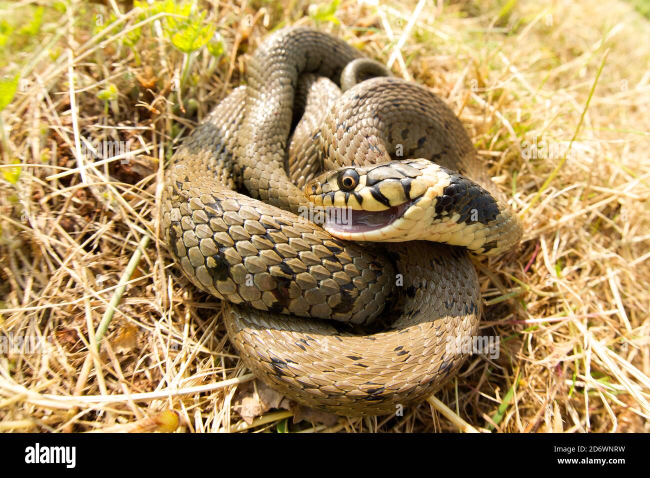 Grass snake playing possum/ feigning death, UK. Stock Photo
