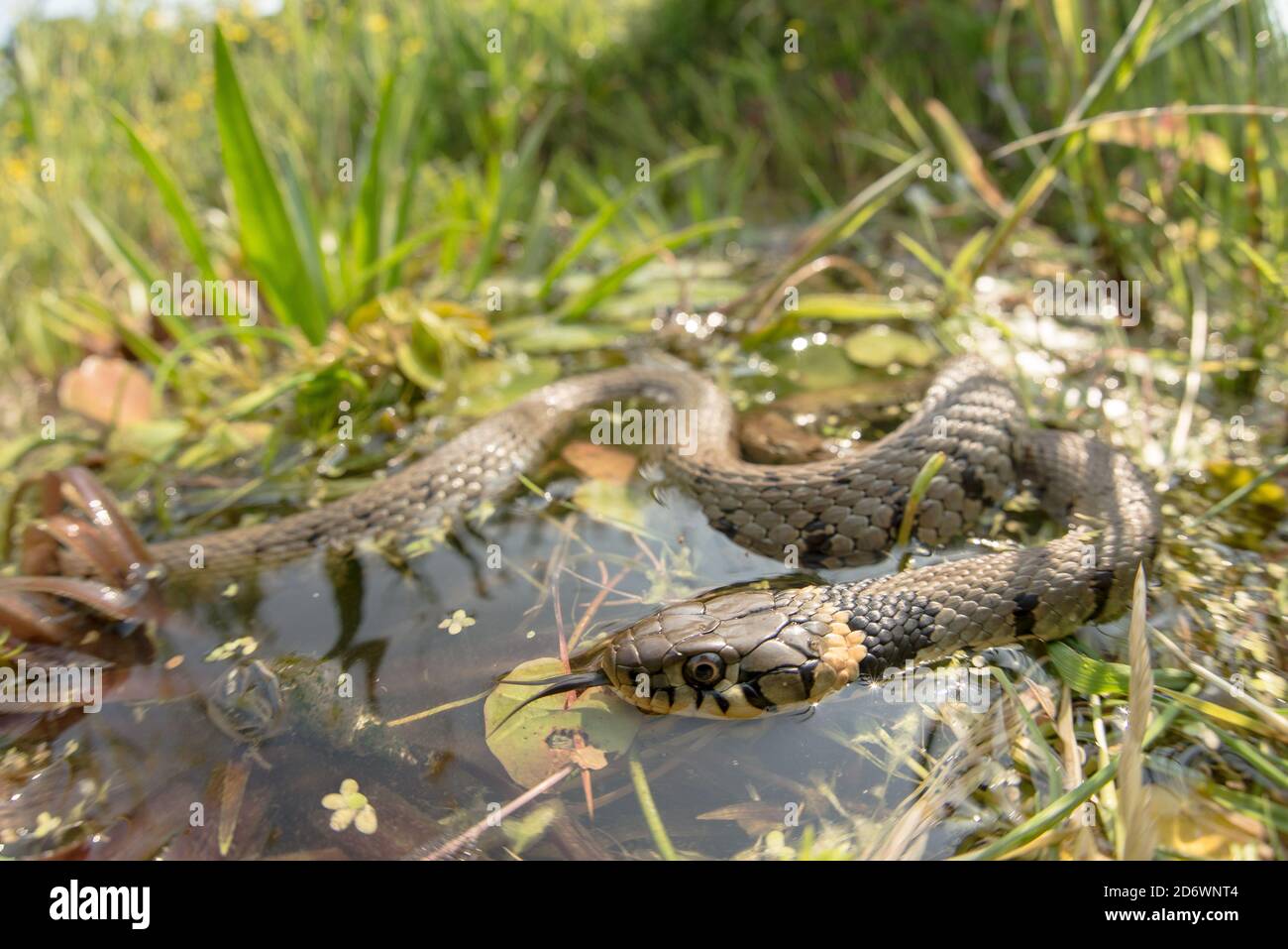Grass snake in garden pond, UK. Stock Photo