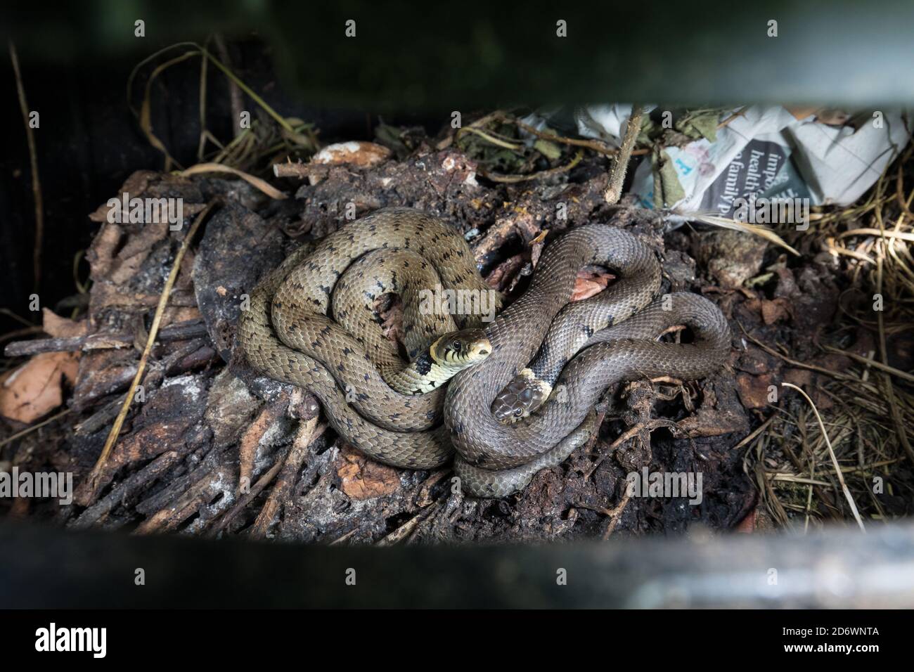Grass snakes breeding in the compost bin, UK. Stock Photo