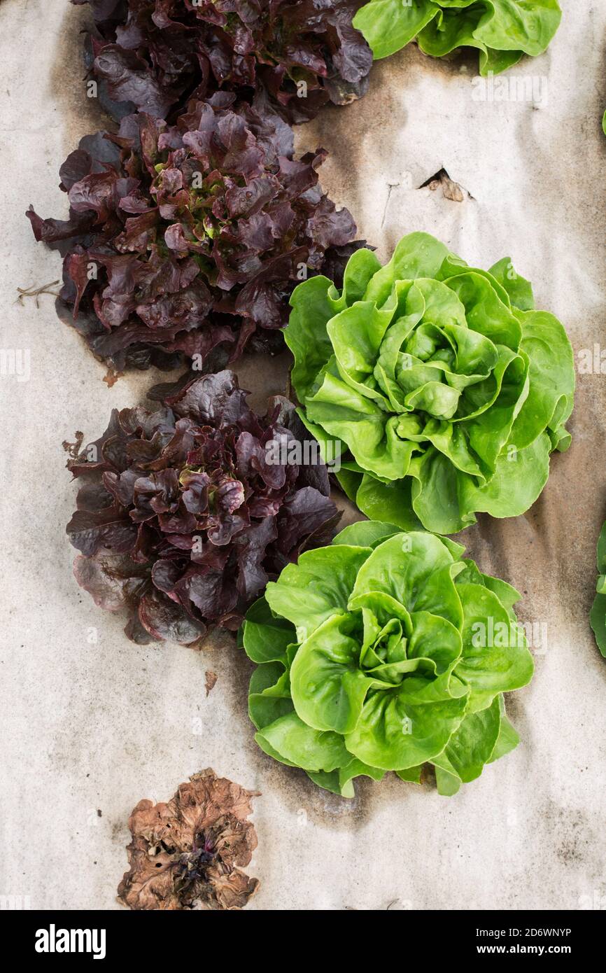 Salads. Stock Photo