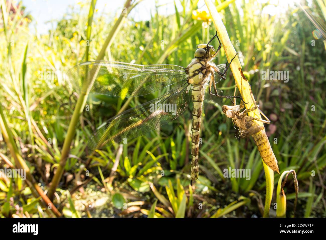 Southern hawker adult emerging from garden pond, UK. Stock Photo