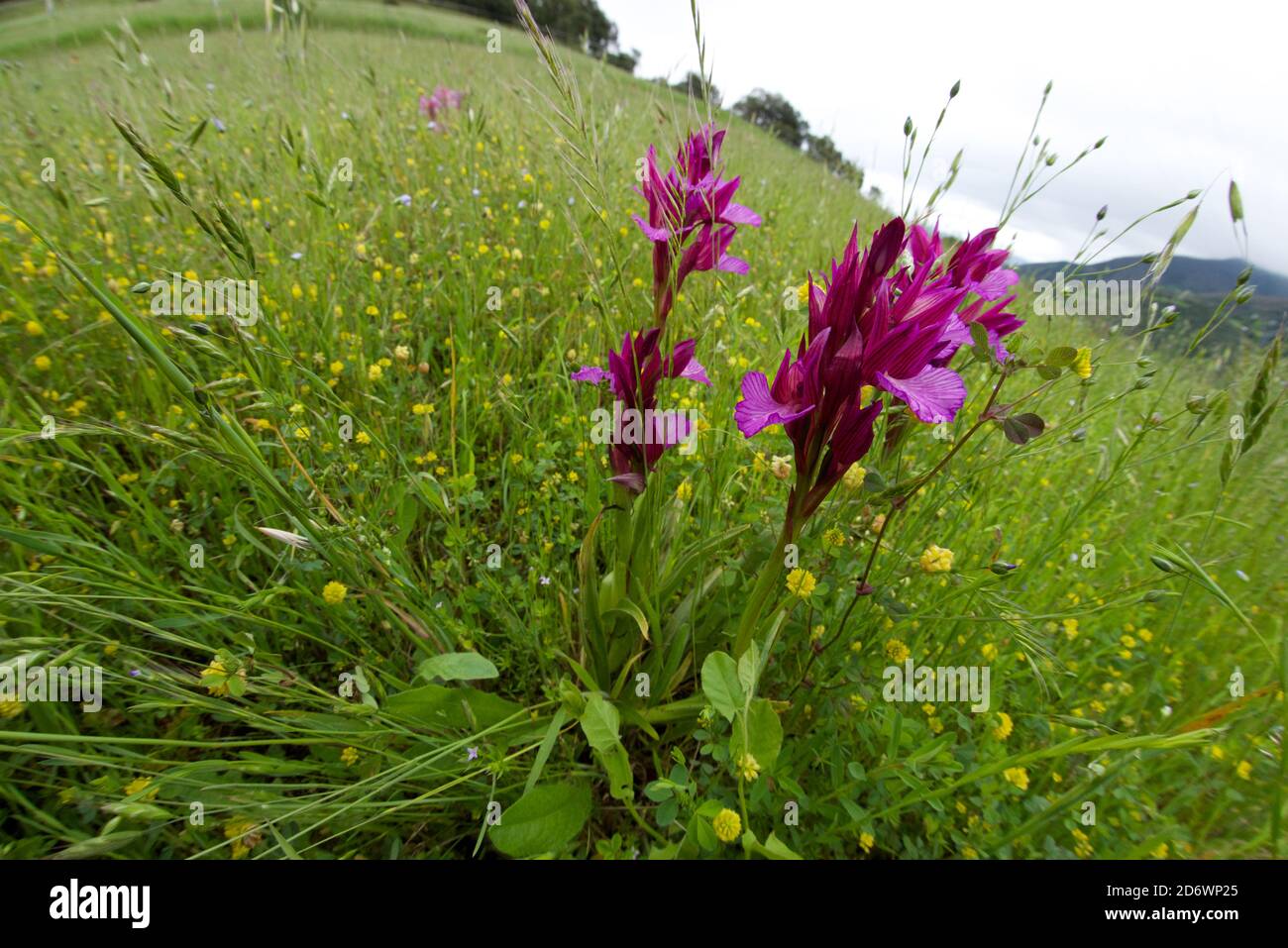 Pink butterfly orchid (Orchis papilionacea) in mountain grassland, Spain. Stock Photo