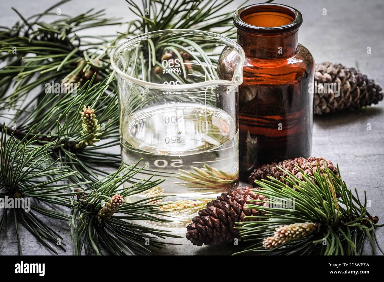 Gemmotherapy, use of buds of scots Pine (Pinus silvestris). in phytotherapy. Stock Photo