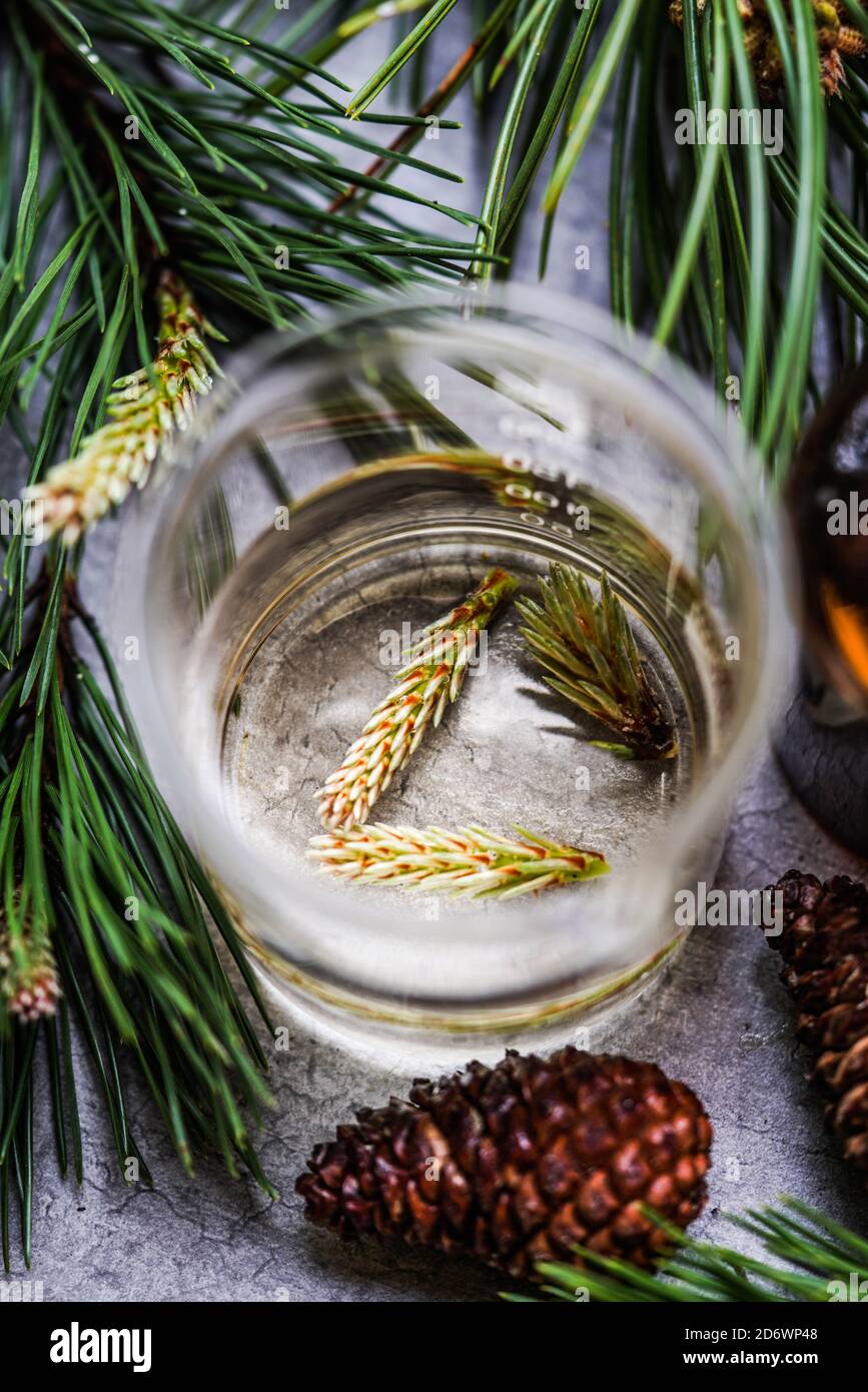 Herbal tea of scots Pine (Pinus silvestris). Stock Photo