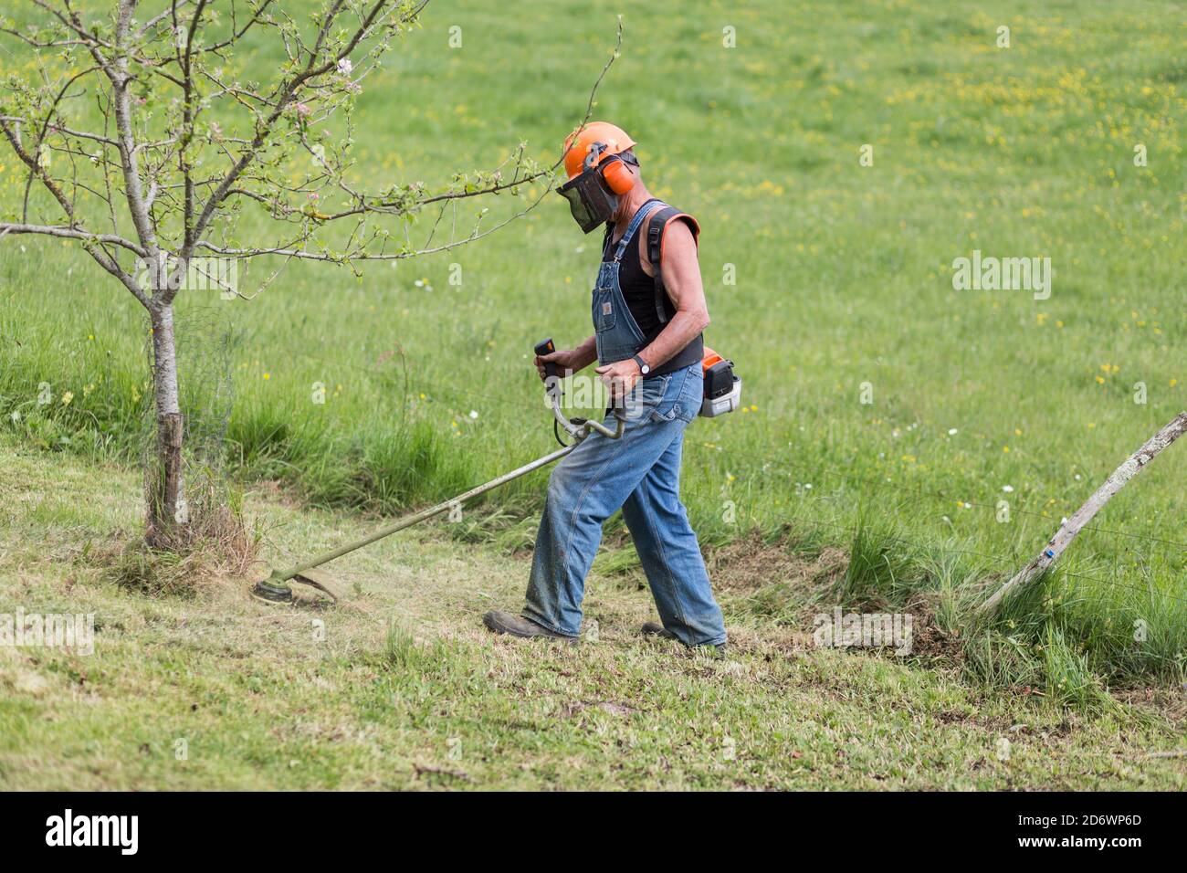 Landscaper using a thermal brush cutter. Stock Photo