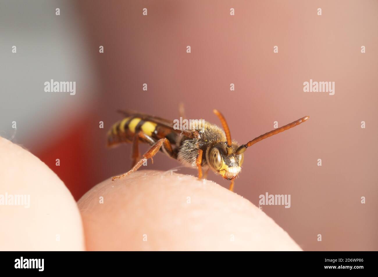 Nomad bee sitting on child's hand. The small things that run the world. Stock Photo