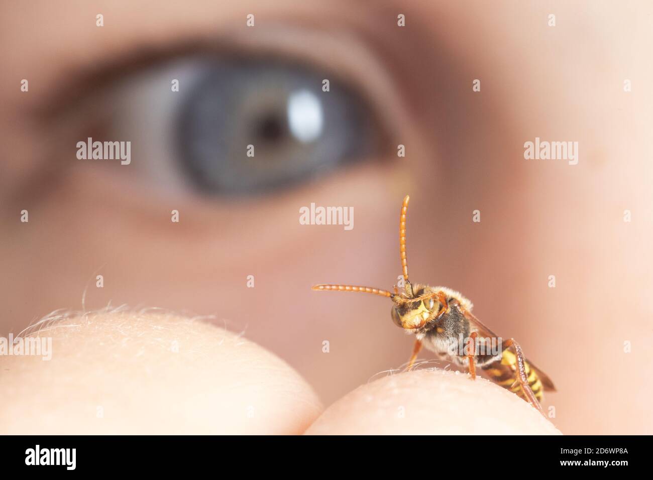 Tiny nomad bee on child's hand, being observed at close quarters. Stock Photo
