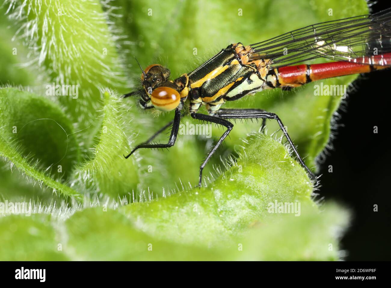 Close-up portrait of large red damselfly, UK. Stock Photo