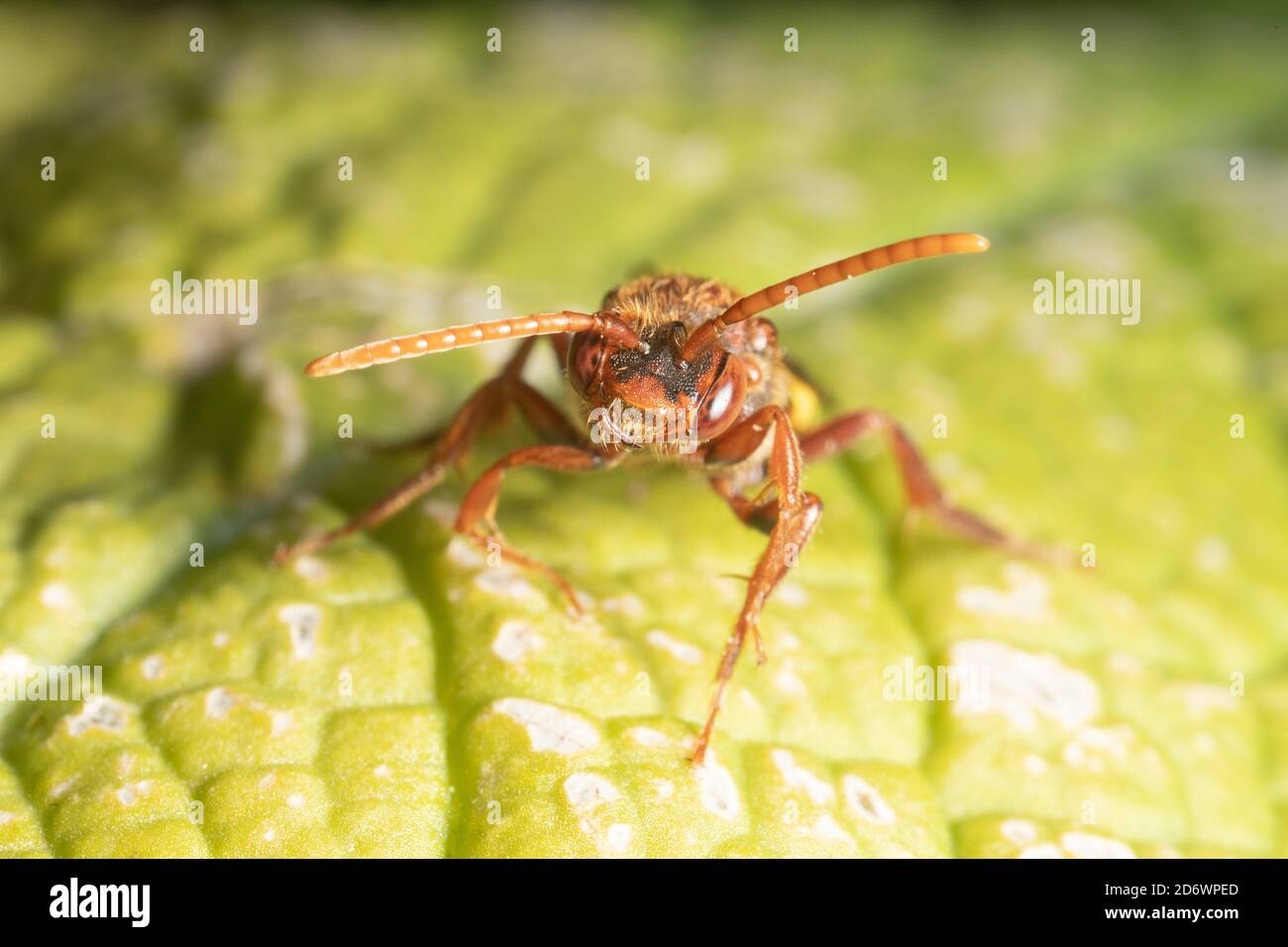 Flavour nomad bee - a cuckoo bee that lays its eggs in other solitary bee's nests. Kent. UK Stock Photo