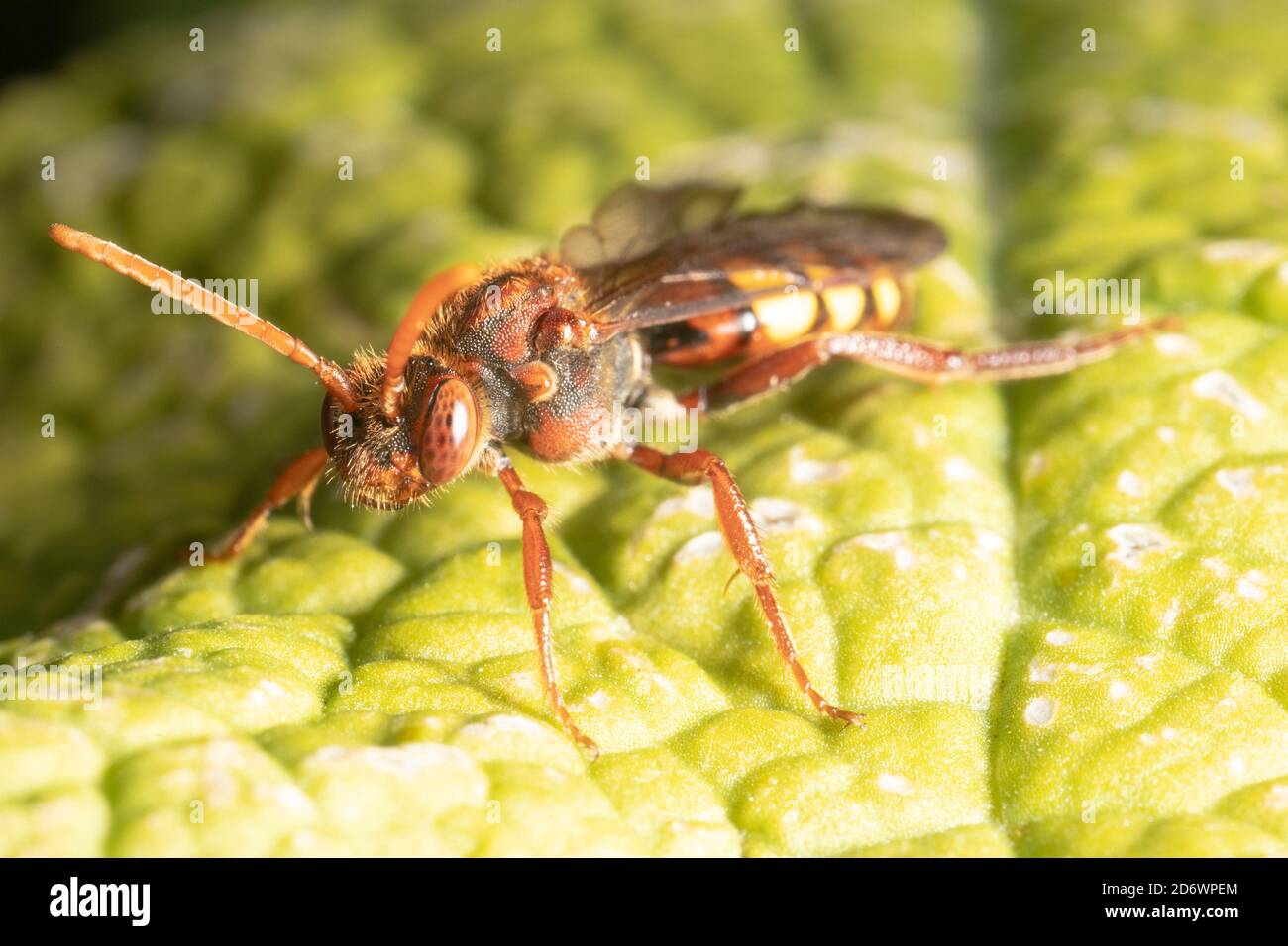 Flavour nomad bee - a cuckoo bee that lays its eggs in other solitary bee's nests. Kent. UK Stock Photo