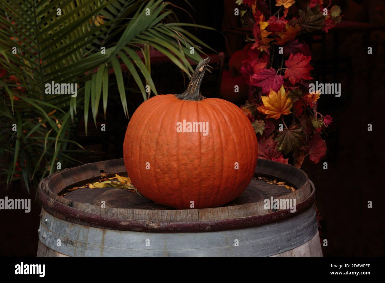 orange pumpkin on top of a barrel with autumn colored leaves backdrop for a Halloween, Fall or Autumn theme Stock Photo