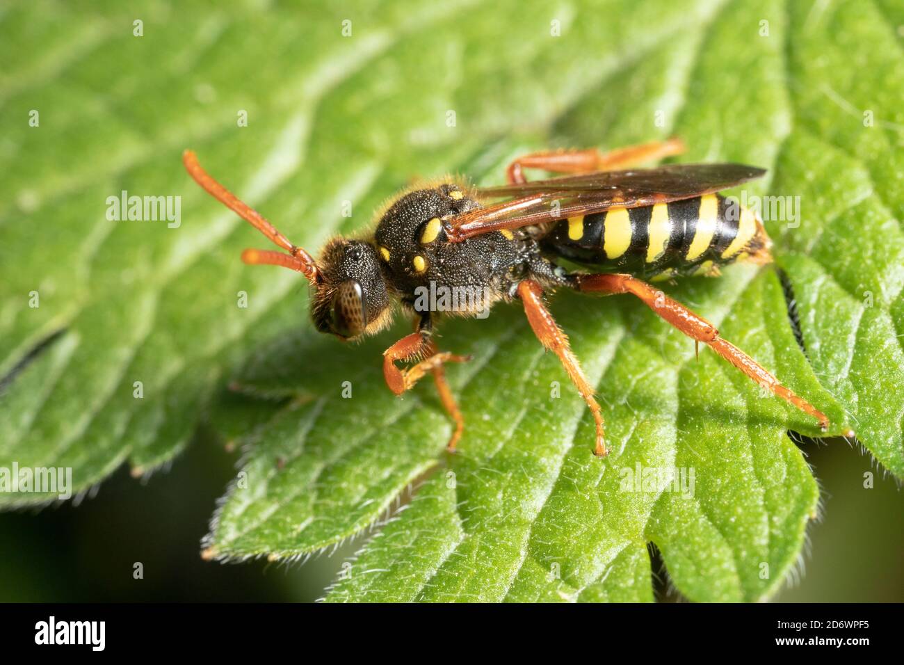 Goodens nomad bee - a cuckoo/ parasitic bee that lays its eggs in the nests of other solitary bees. Stock Photo