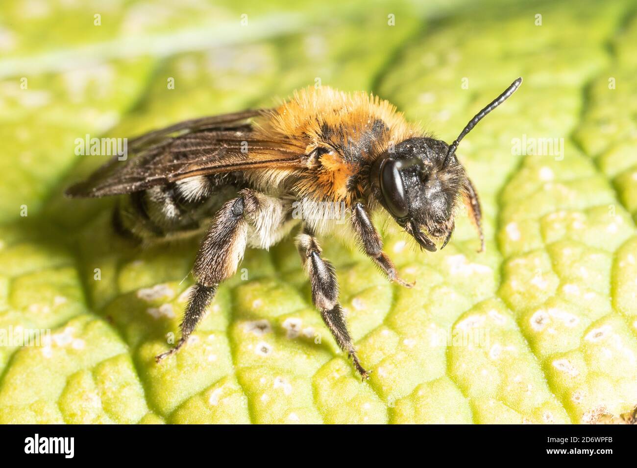 Grey patched mining bee in garden, Kent, UK. Stock Photo