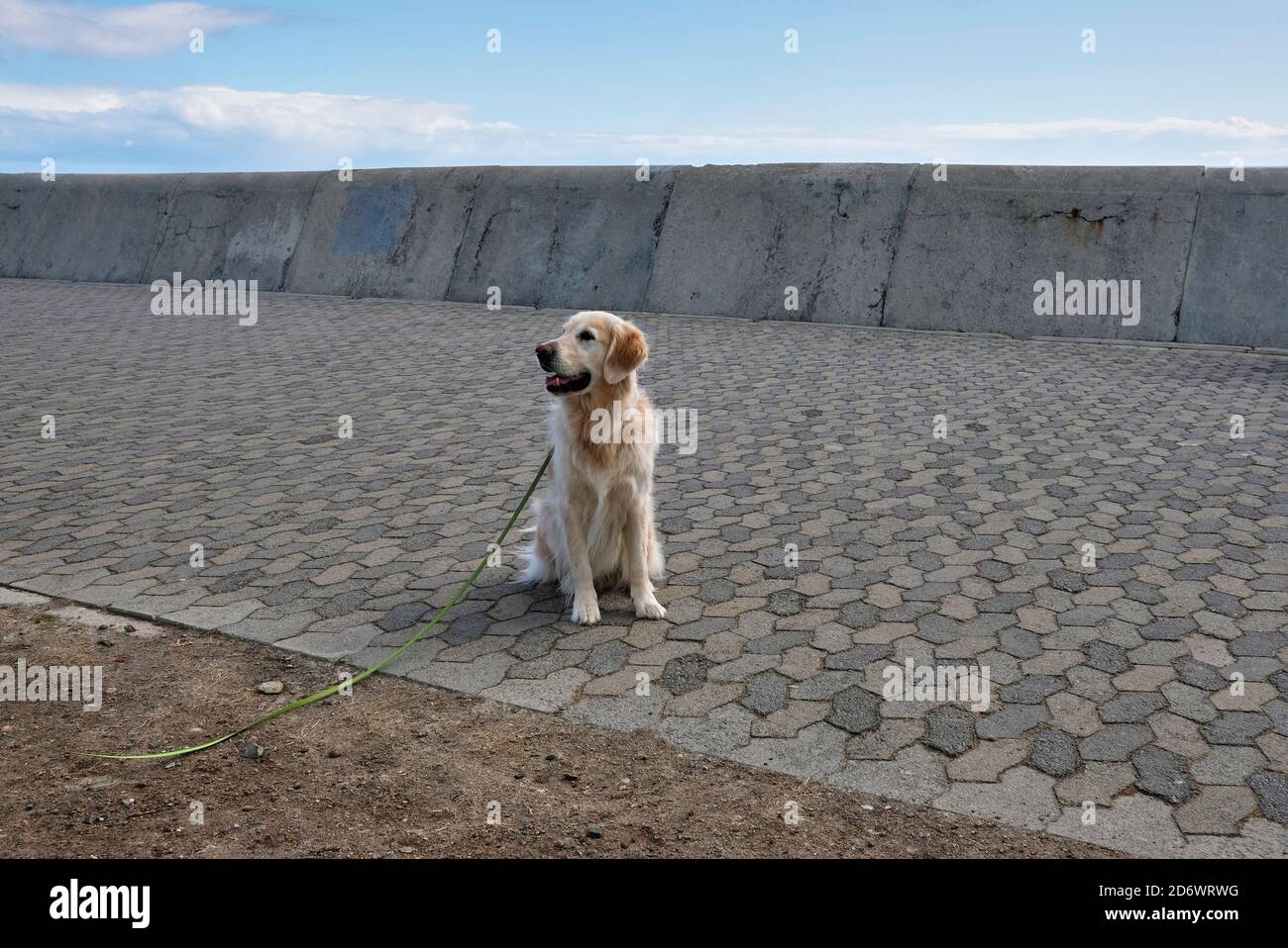 Labrador dog wearing a light green leash sitting on the Sea Point Promenade, Cape Town, South Africa. Stock Photo