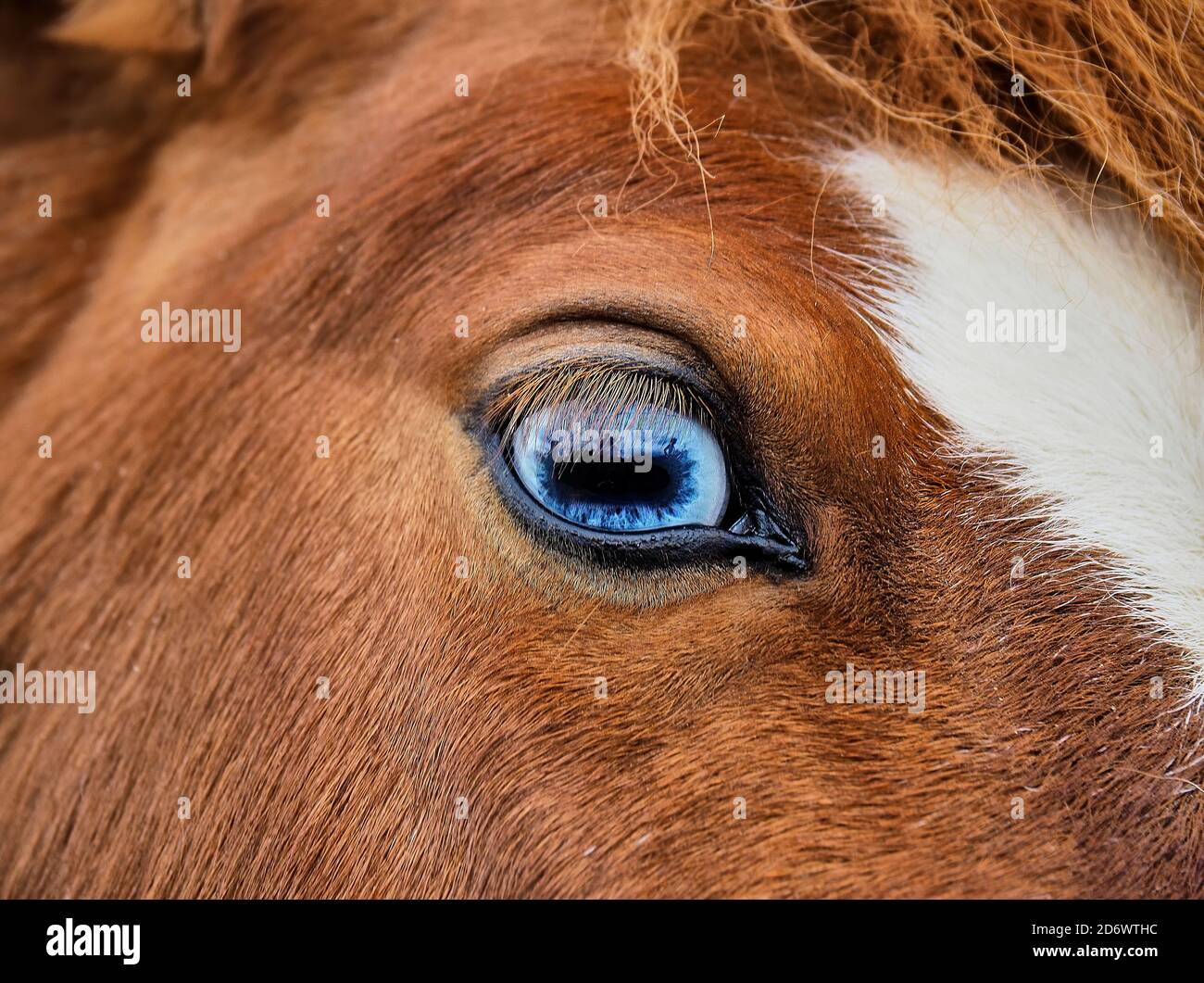 A close-up of the blue eye of a red Shetland horse Stock Photo