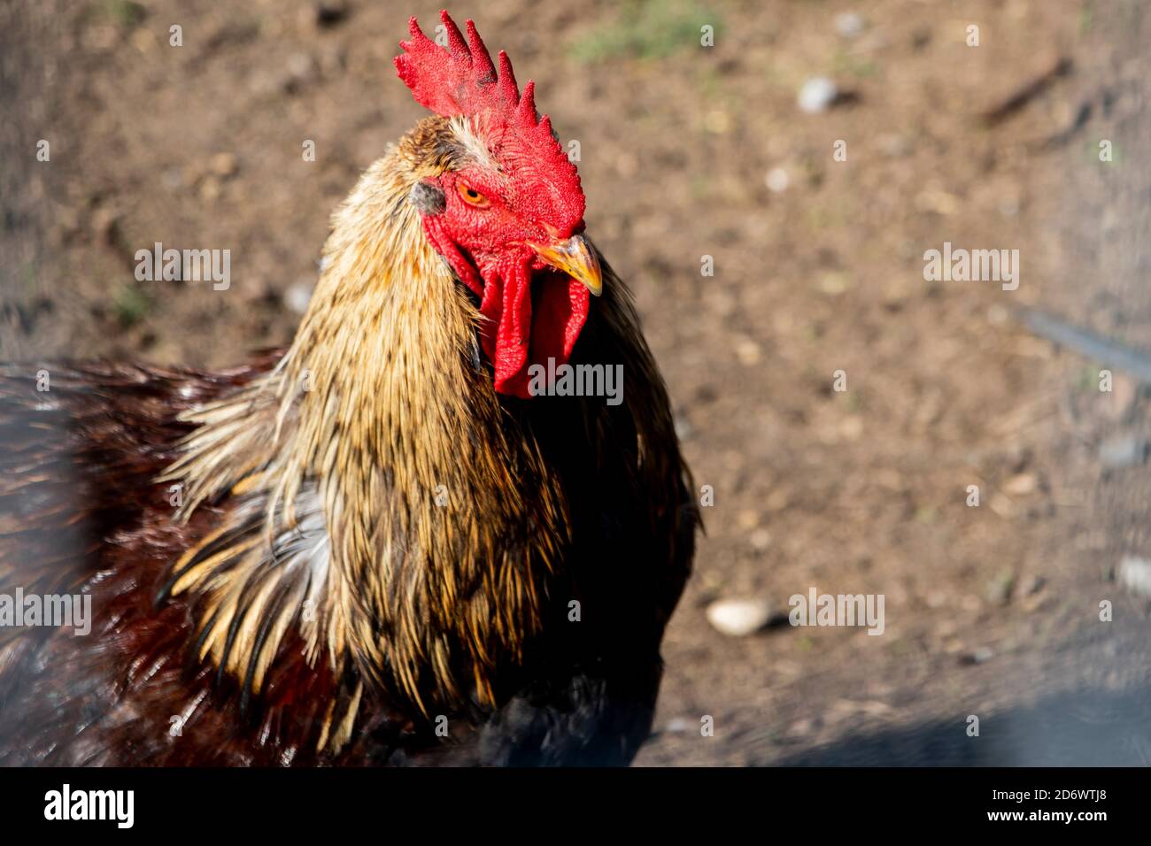 A close up of a rooster hen coq chicken fowl bird poultry in the sunlight on a dirt mud field. Stock Photo