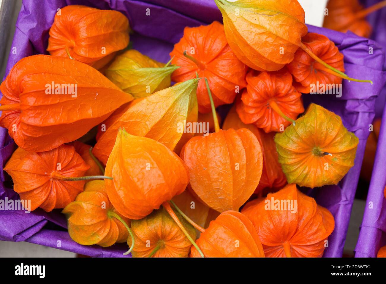 Chinese lantern (Physalis alkekengi) fruits as autumn decoration Stock Photo