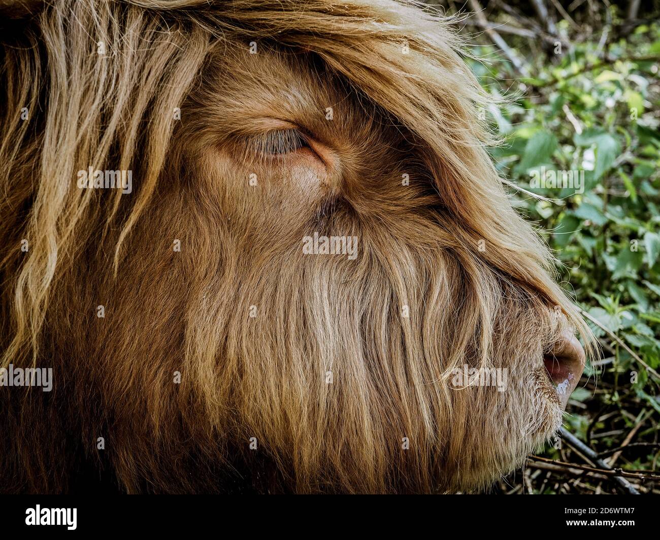 Portrait of a scottish highland cow on a background of greenery Stock ...