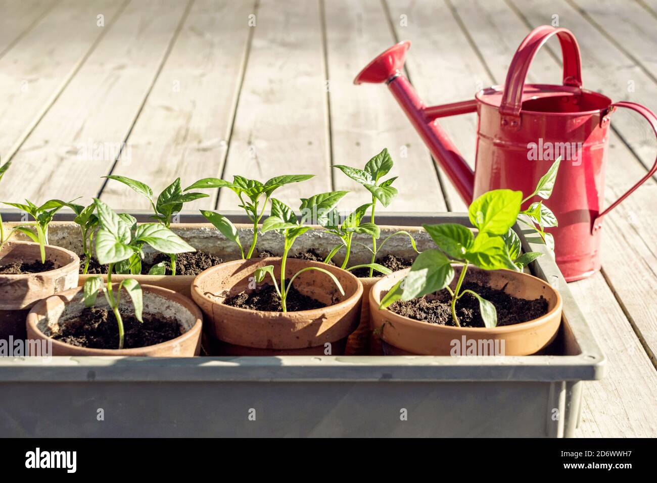 growing small paprika plant in pots in garden Stock Photo Alamy