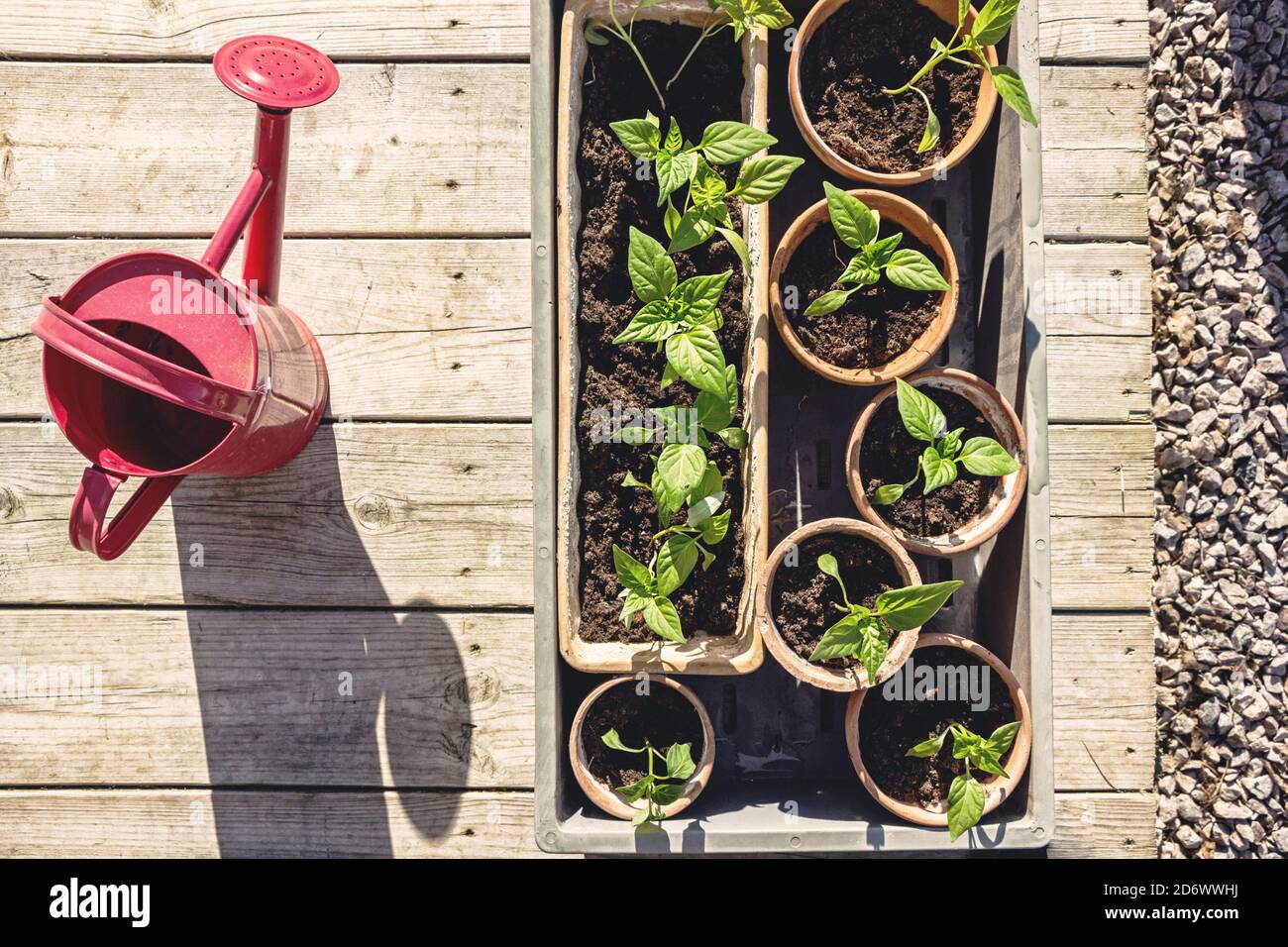 growing small paprika plant in pots in garden Stock Photo Alamy