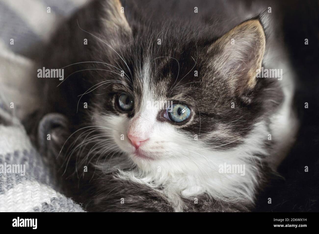 close up of a long hair Norwegian forest cat kitten Stock Photo