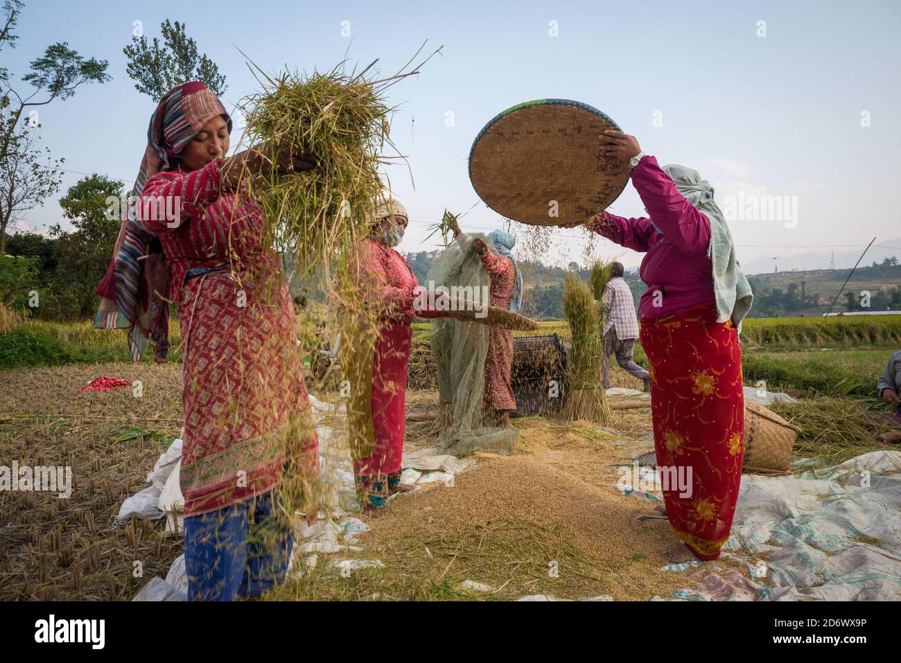 Food Crops Rice