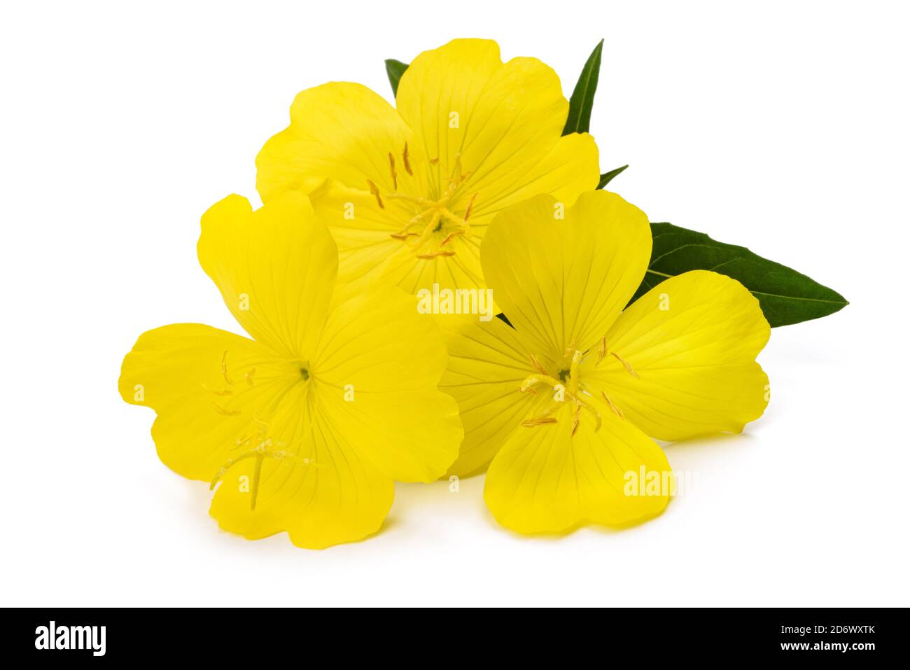 Common evening primrose flowers isolated on white Stock Photo Alamy