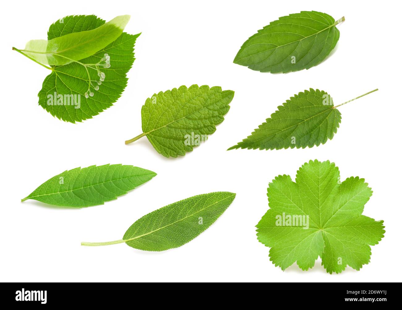 Green fresh leaves isolated on white background Stock Photo