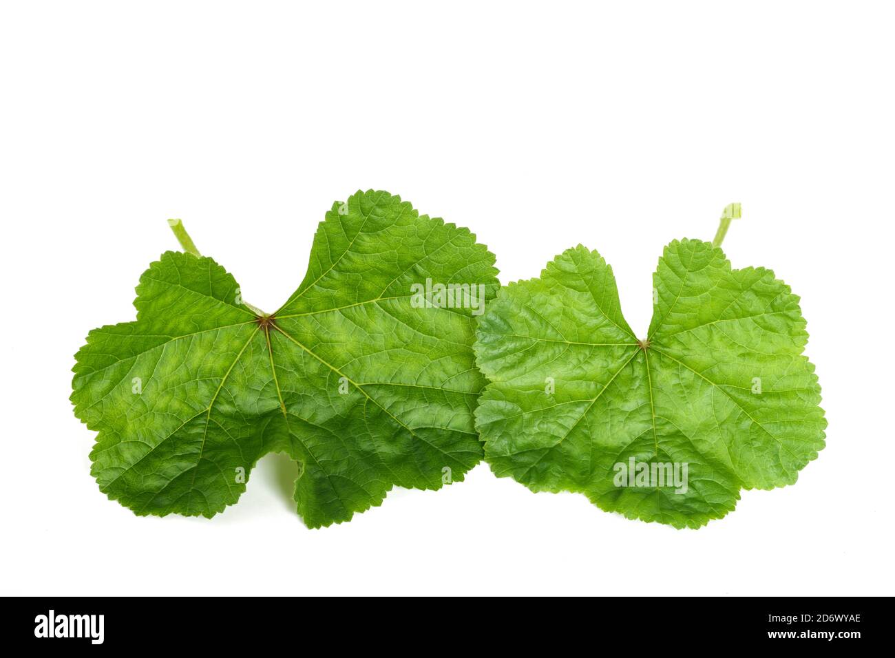 mallow leaves  isolated on white background Stock Photo