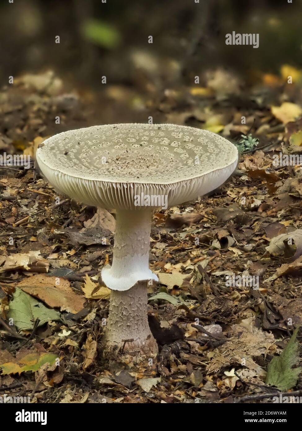 Grey spotted Amanita (Amanita excelsa Stock Photo - Alamy