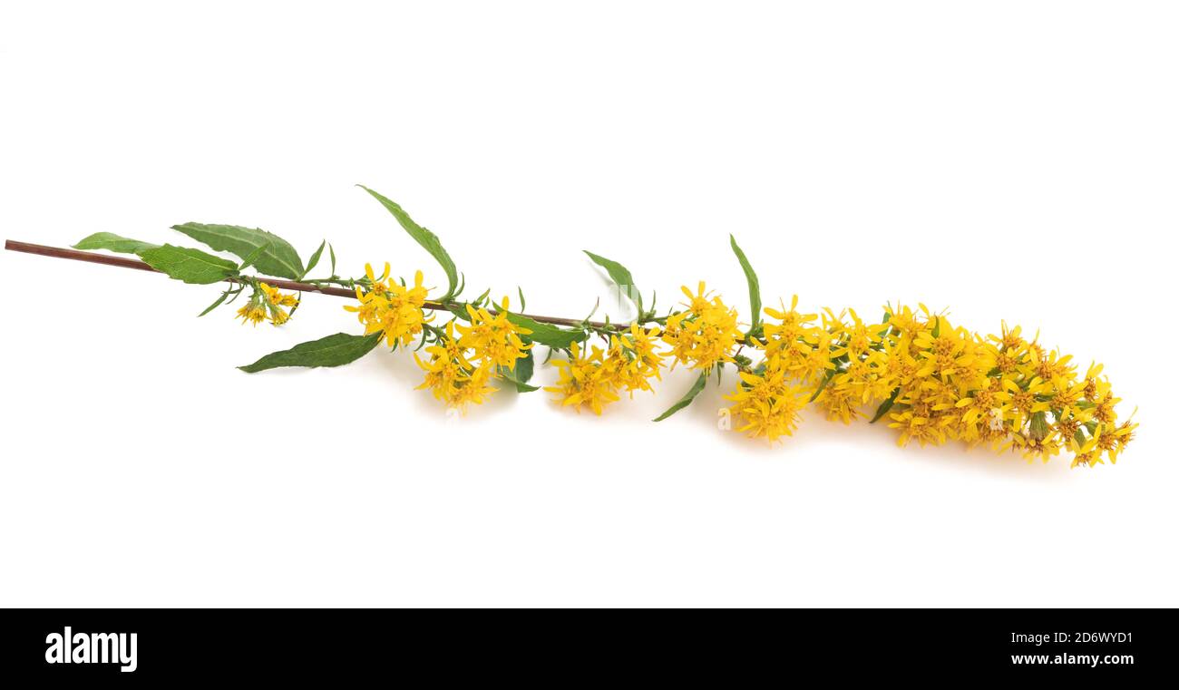 European goldenrod flowers isolated on white background Stock Photo