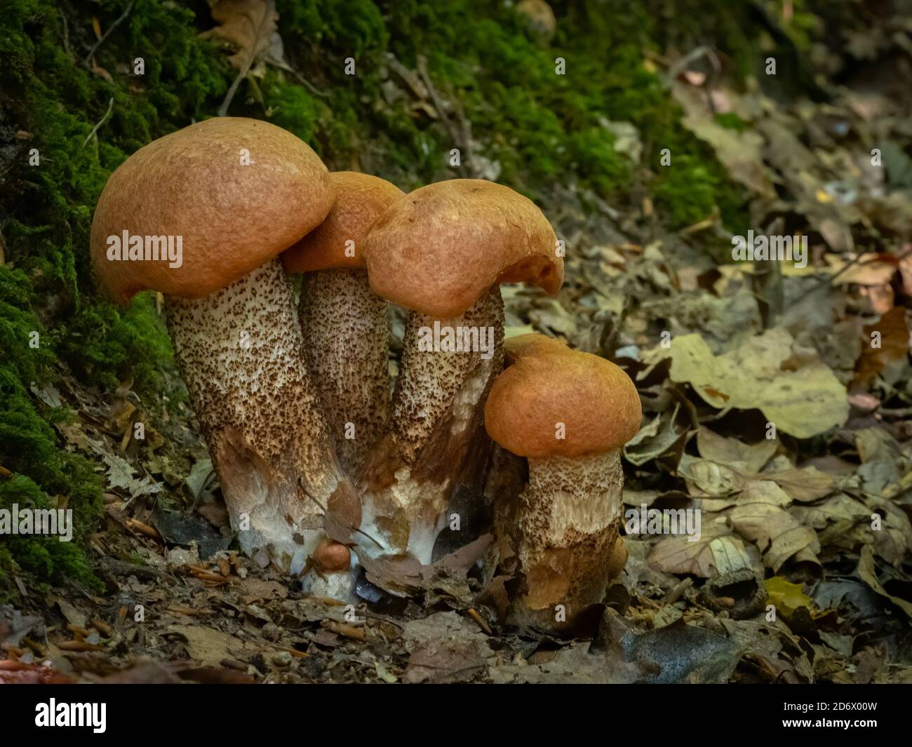 orange-birch-bolete-leccinum-versipelle-hi-res-stock-photography-and