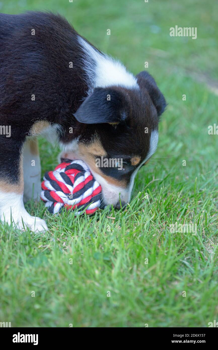 Tri-coloured Border Collie. Companion and Working dog breed. Puppy, nine weeks old. Recently weaned. Learning to enjoy soft ball play item. Stock Photo