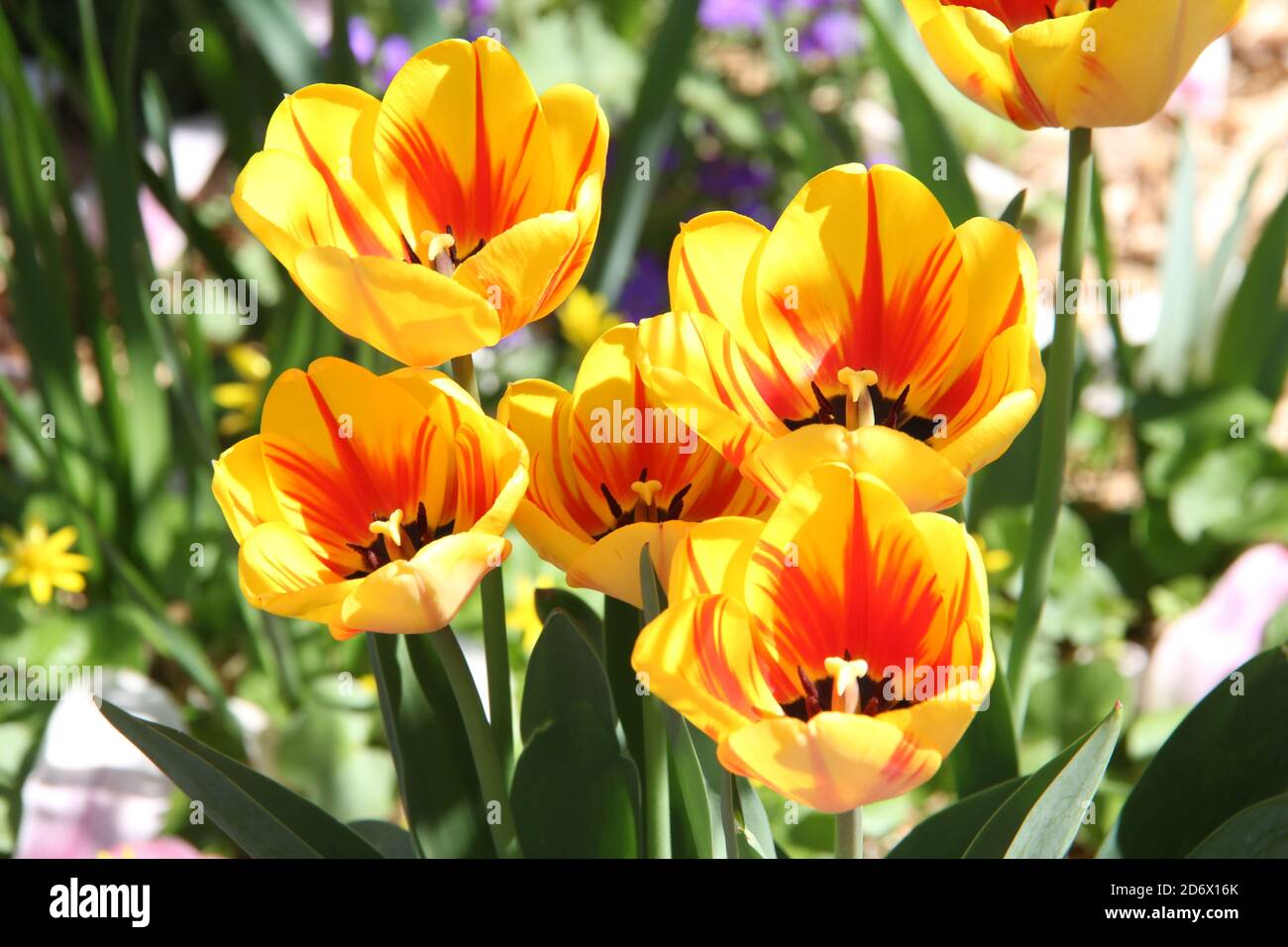 Closeup shot of a bunch of yellow and red tulips in the garden Stock ...