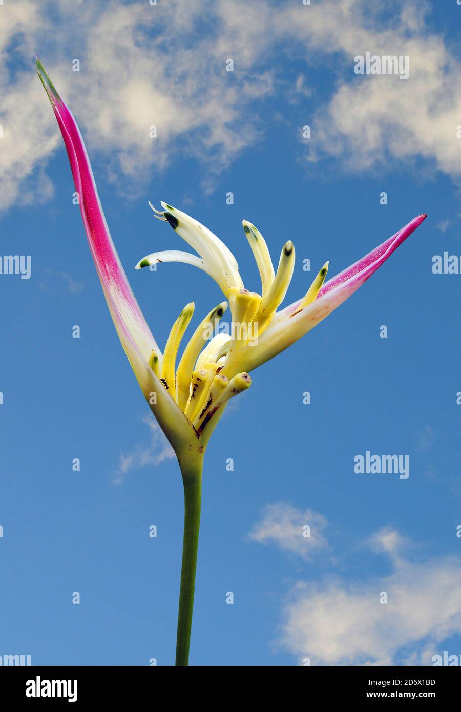 Parrot's Beak Heliconia Latin name Heliconia psittacorum flower Stock ...