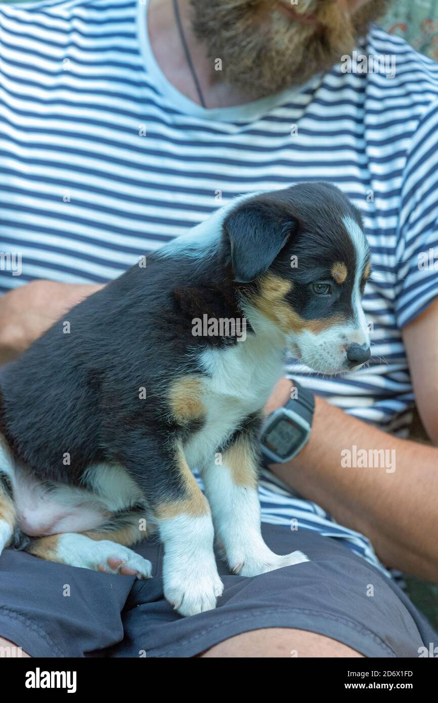 Tri-coloured Border Collie, nine weeks old, puppy. Sitting on owner’s knee and supported by hands. Stock Photo