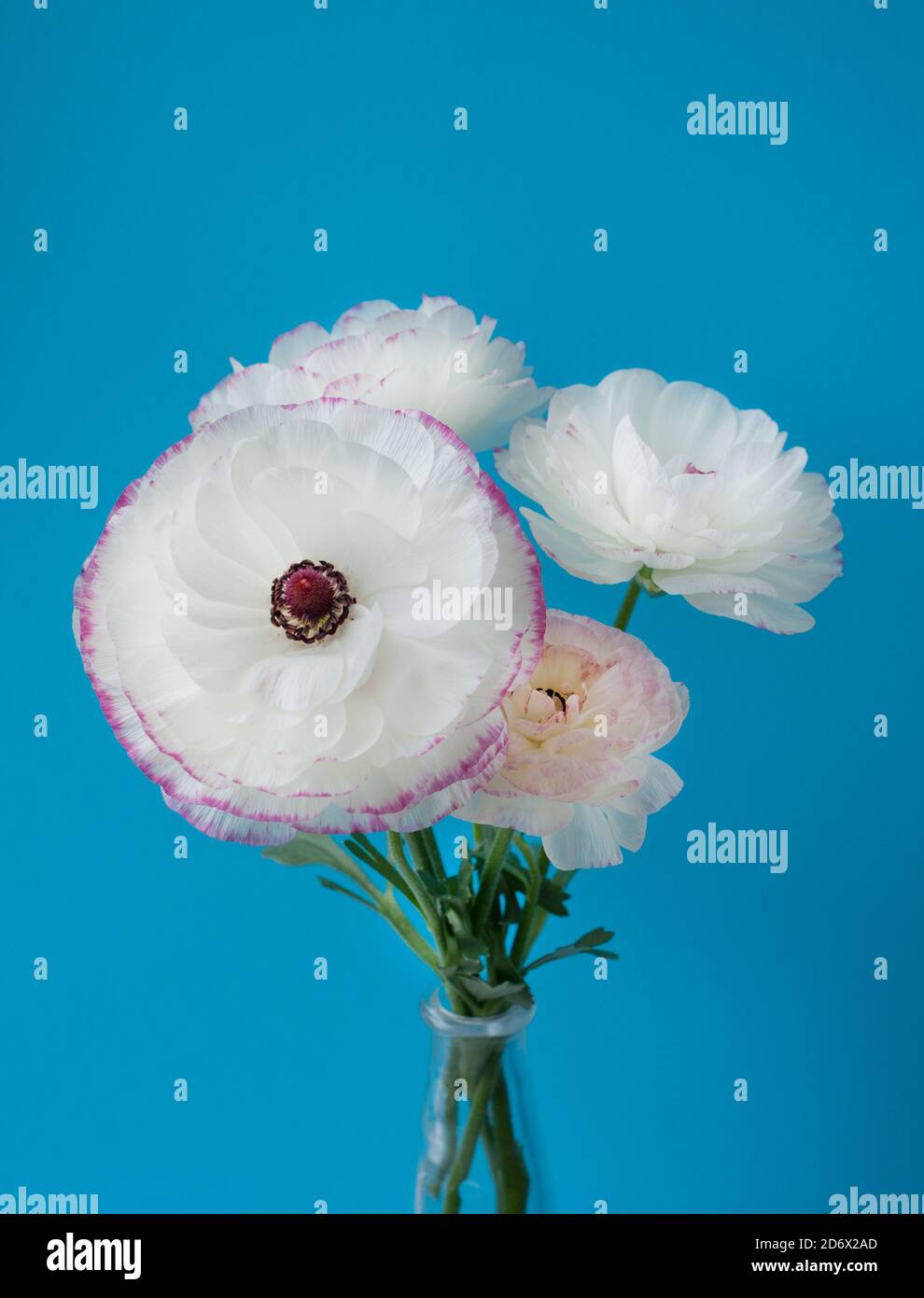 Beautiful bouquet of white ranunculus flowers with pink edging on a blue background. Flowers and buds Stock Photo