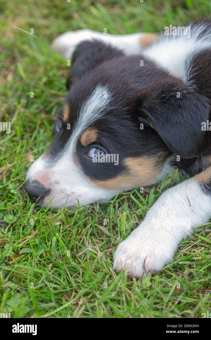 Border Collie. Pet, Companion and Working dog breed. Puppy, nine weeks old. Resting, spread out on garden lawn. Whites of eyes showing, whilst about t. Stock Photo