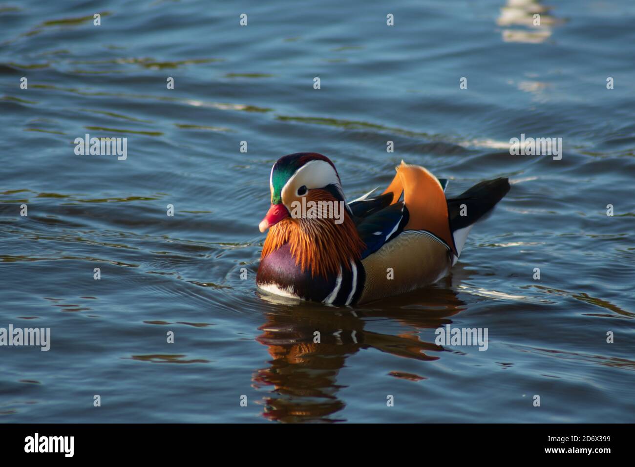Mandarin duck, swimming in the pond at the park Stock Photo - Alamy