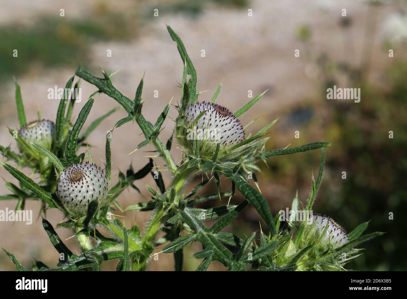 Selective focus shot of blooming Cirsium flowers Stock Photo