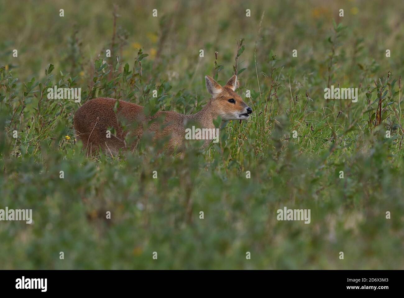 Chinese Water Deer feeding in the field Stock Photo