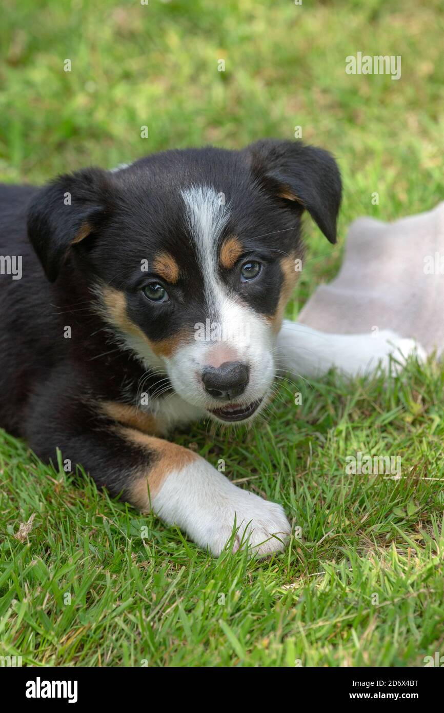 Border Collie Dog, puppy. Head, shoulders, face, facing, facial detail, forelimbs, front legs. Eye contact, on a garden lawn.Tri-colour fur markings. Stock Photo