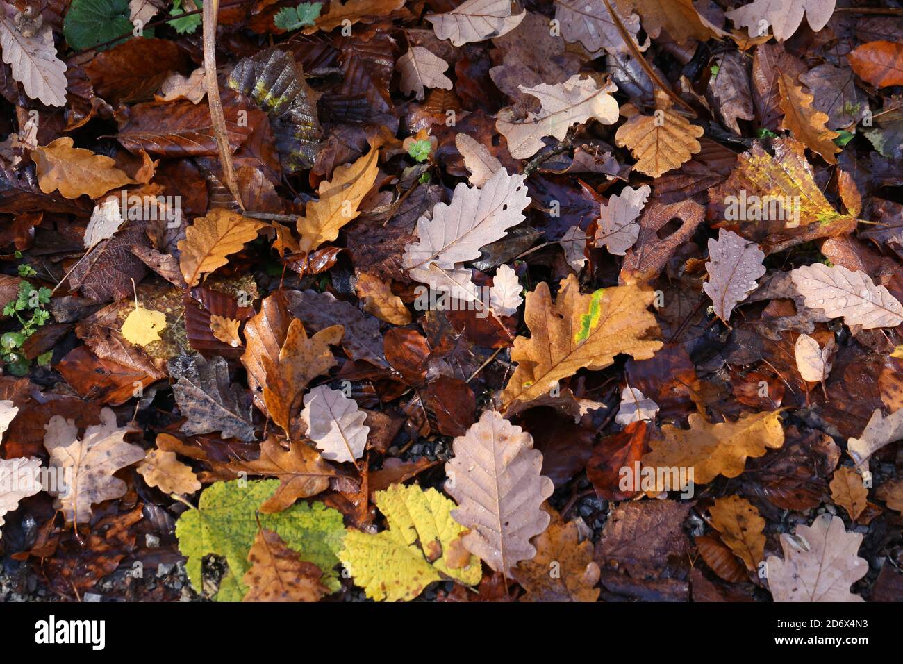 Top view of fallen autumn leaves on the ground Stock Photo - Alamy