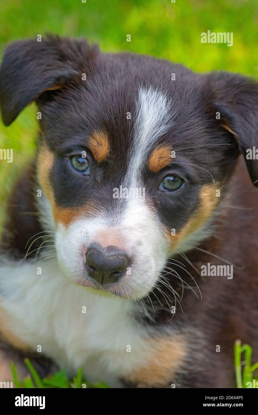 Border Collie Dog, puppy. Head, shoulders, face, facing, facial detail, forelimbs, front legs. Eye contact, on a garden lawn.Tri-colour fur markings. Stock Photo