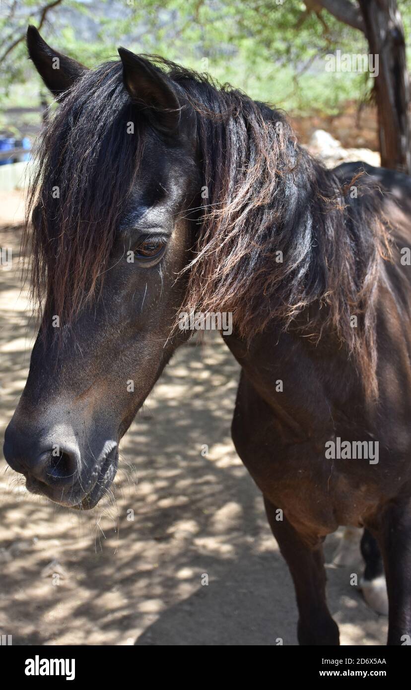 Beautiful dark bay yearling horse in Aruba Stock Photo - Alamy