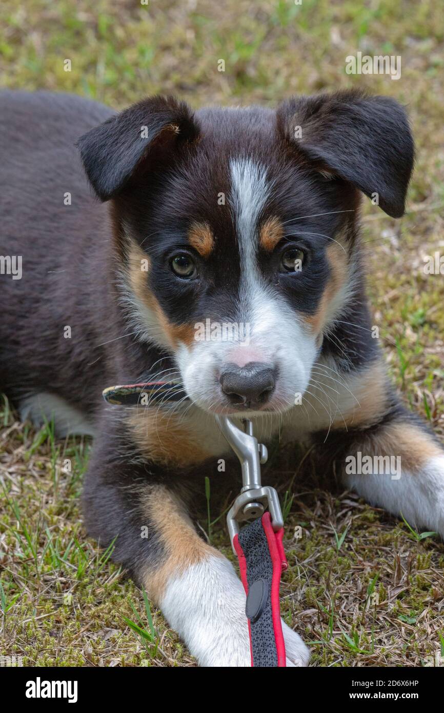 Tri-coloured Border Collie. Pet, Companion and Working dog breed. Puppy, nine weeks old. Learning to accept the use of a collar and lead. Stock Photo