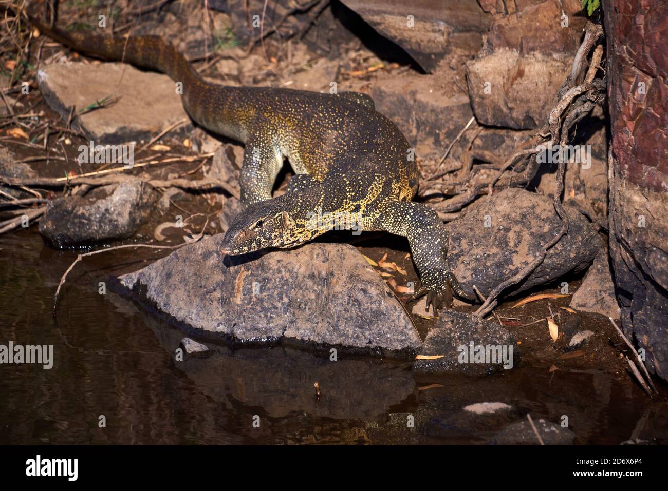 Nile monitor (Varanus niloticus) on a river bank sticking its tongue out Stock Photo