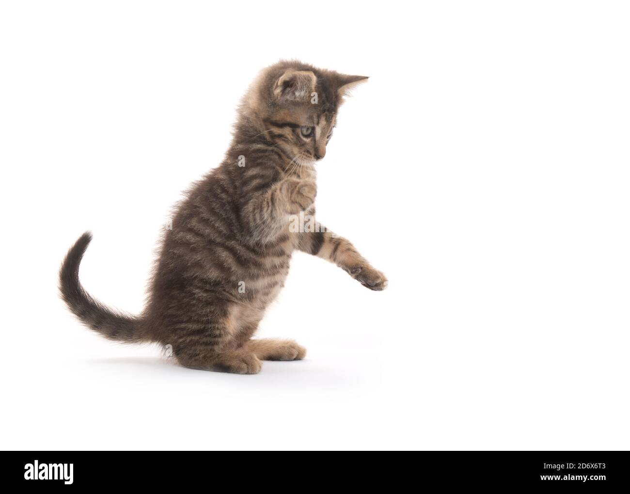 Cute baby tabby kitten playing isolated on white background Stock Photo ...